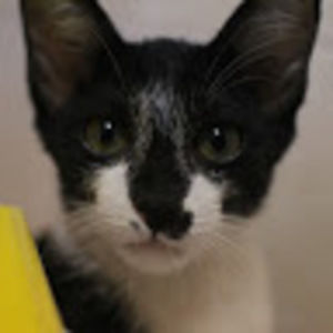 Meet your Posher, Cecilia